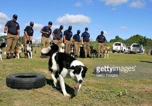 Western Cape police are seeking dog donations